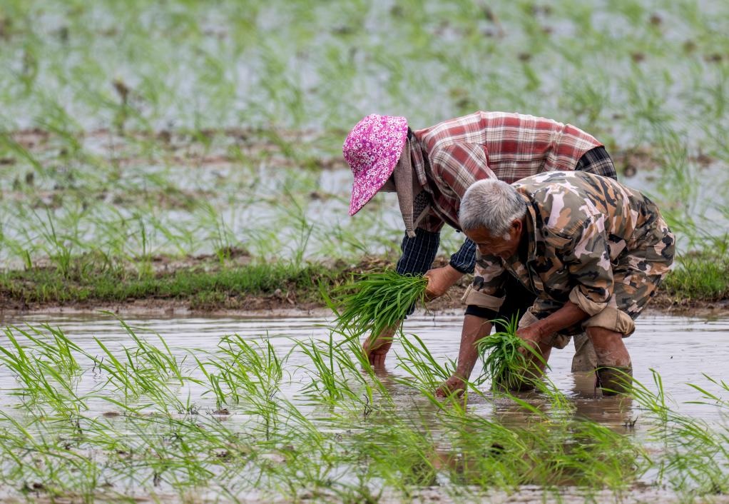 زراعة شتلات الأرز خلال موسم الزراعة الربيعية في جنوب شرقي الصين