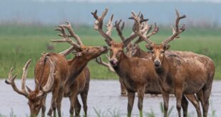 غزلان ميلو في محمية طبيعية في مقاطعة هوبي بوسط الصين