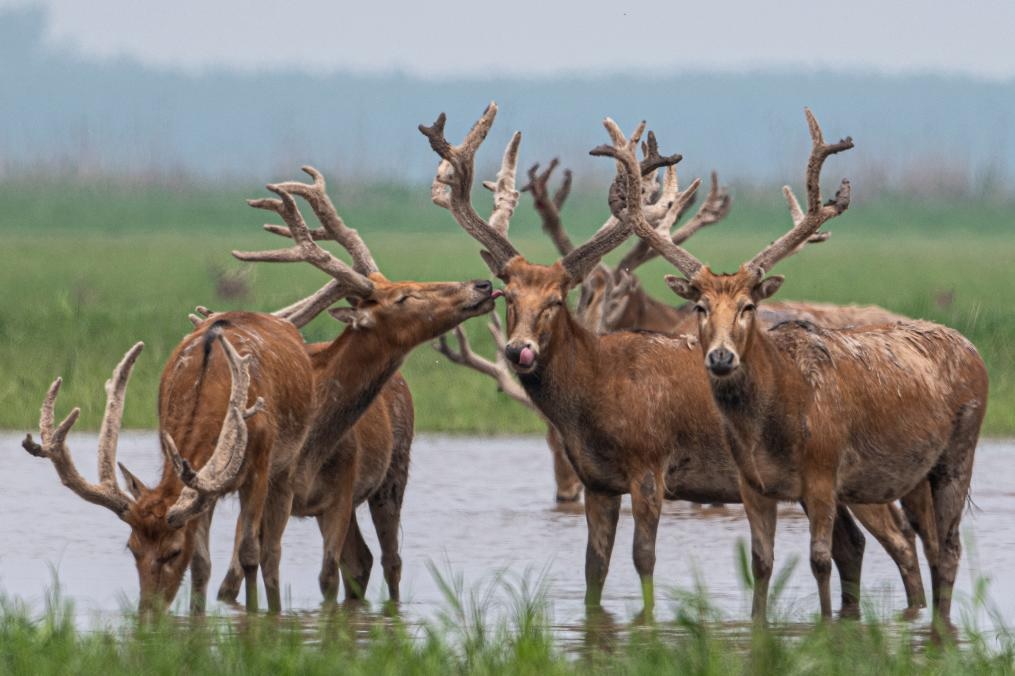 غزلان ميلو في محمية طبيعية في مقاطعة هوبي بوسط الصين
