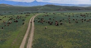 ألتاي، شينجيانغ: نقل ملايين رؤوس الماشية إلى مراعي متوسطة الارتفاع