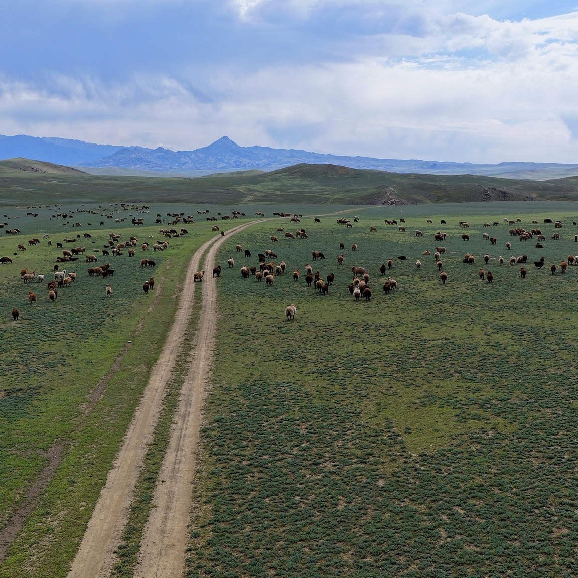 ألتاي، شينجيانغ: نقل ملايين رؤوس الماشية إلى مراعي متوسطة الارتفاع