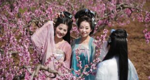 التمتع بمناظر الزهور المتفتحة مع حلول الربيع في شمال غربي الصين