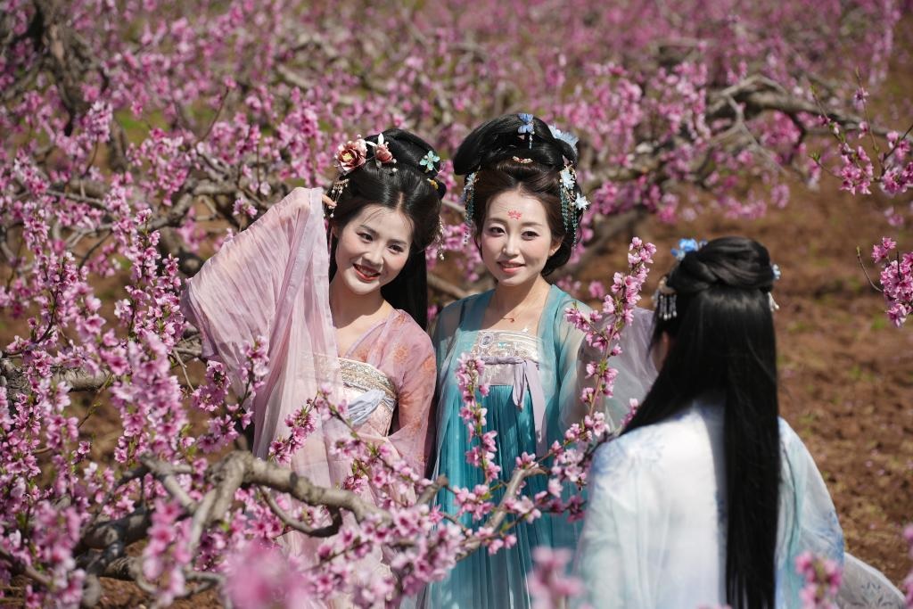 التمتع بمناظر الزهور المتفتحة مع حلول الربيع في شمال غربي الصين