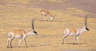 الظباء التبتية في محمية تشانغتانغ الطبيعية الوطنية بجنوب غربي الصين