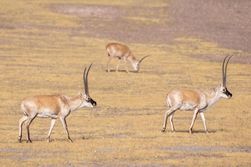 الظباء التبتية في محمية تشانغتانغ الطبيعية الوطنية بجنوب غربي الصين