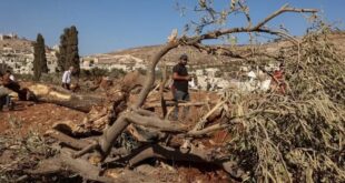 الاحتلال يقتلع 200 شجرة في بلدة حزما