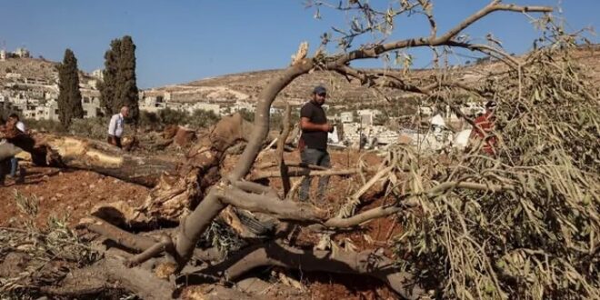 الاحتلال يقتلع 200 شجرة في بلدة حزما