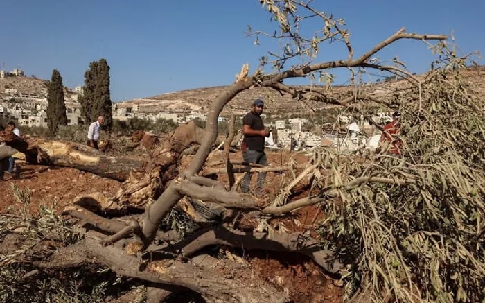 الاحتلال يقتلع 200 شجرة في بلدة حزما