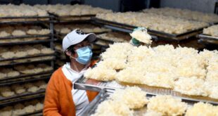 حصاد الفطر في شرقي الصين