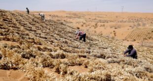 مكافحة التصحر في شمال غربي الصين