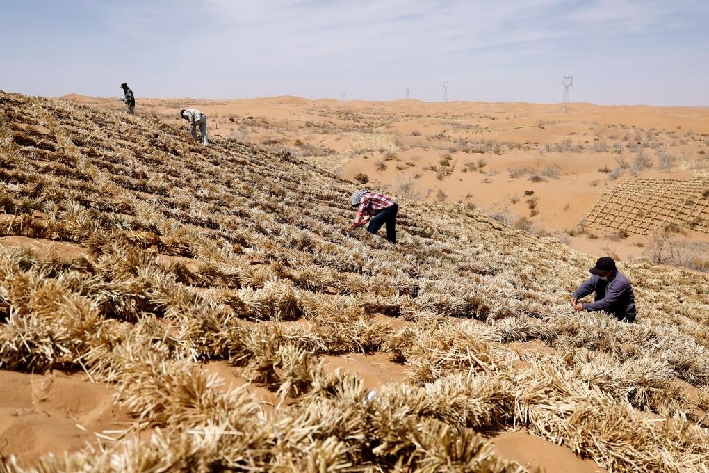 مكافحة التصحر في شمال غربي الصين