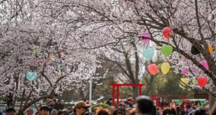 مناظر خلابة لأزهار الخوخ في شمالي الصين