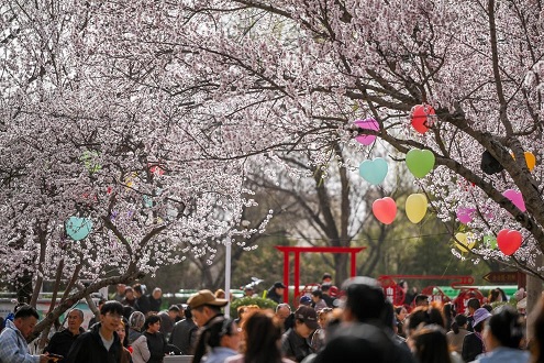 مناظر خلابة لأزهار الخوخ في شمالي الصين