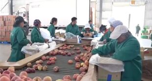 التفاح الصغير يقود صناعة ضخمة: التعاون الإقليمي يُمكّن المنتجات الزراعية من الوصول إلى الخارج