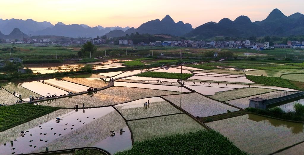 أعمال زراعية ربيعية في الصين