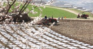 الزراعة الربيعية في شمال غربي الصين