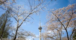 تفتح الزهور في العاصمة الصينية بكين