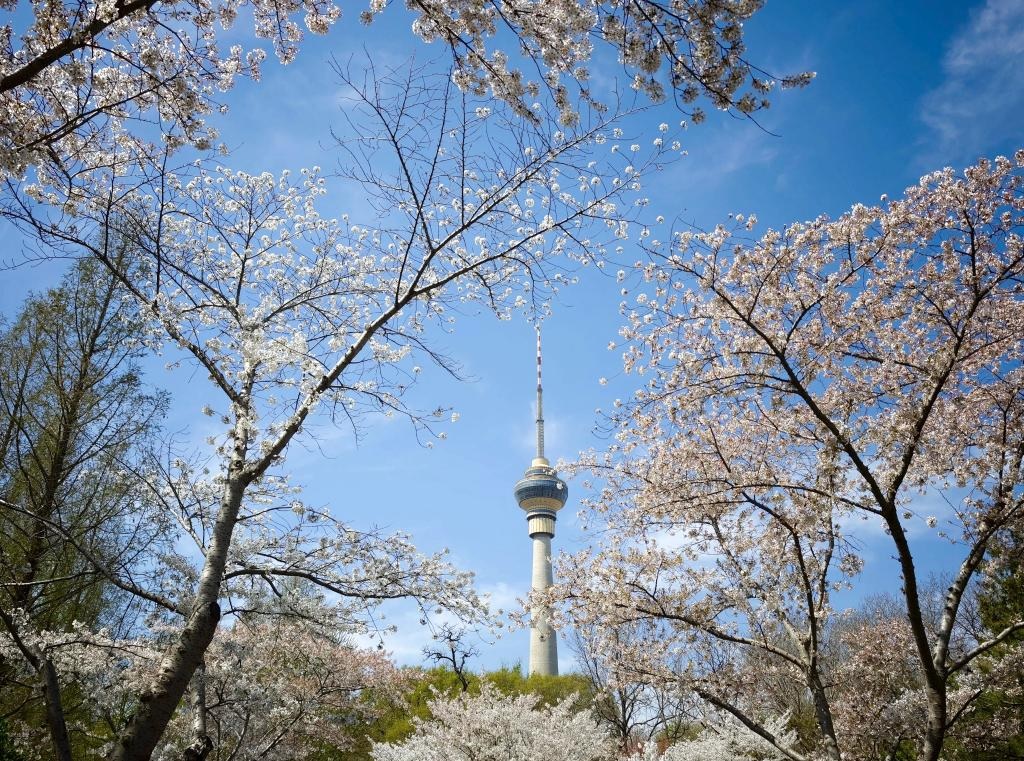 تفتح الزهور في العاصمة الصينية بكين