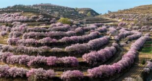 مناظر الربيع الخلابة في شمال غربي الصين