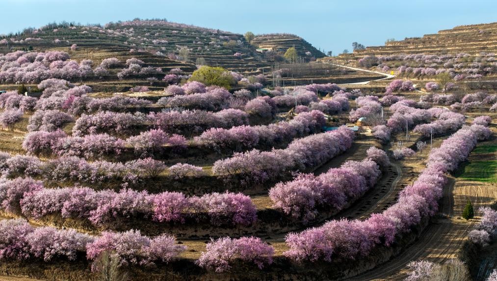 مناظر الربيع الخلابة في شمال غربي الصين