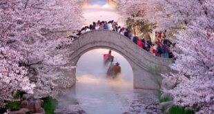 الصين تسجل نموا قويا في الاستهلاك خلال عطلة عيد تشينغمينغ