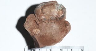 أحفورة بيضة ديناصور متحجرة صغيرة في شرقي الصين تحظى باعتماد موسوعة غينيس كأصغر بيضة من نوعها عالميا