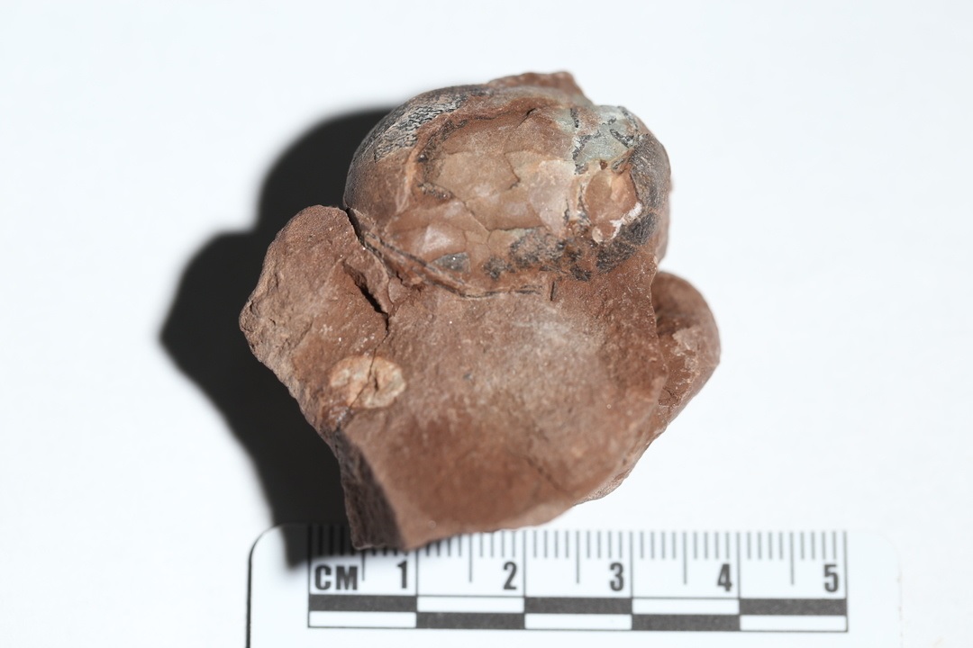 أحفورة بيضة ديناصور متحجرة صغيرة في شرقي الصين تحظى باعتماد موسوعة غينيس كأصغر بيضة من نوعها عالميا
