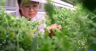 تقنية "وعاء حفظ خضرة النبات" الصينية تفتح آفاقا جديدة لتخضير المناطق الجافة