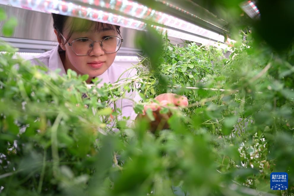 تقنية "وعاء حفظ خضرة النبات" الصينية تفتح آفاقا جديدة لتخضير المناطق الجافة