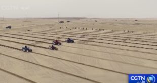 زراعة الفستق عند حافة الصحراء بشينجيانغ