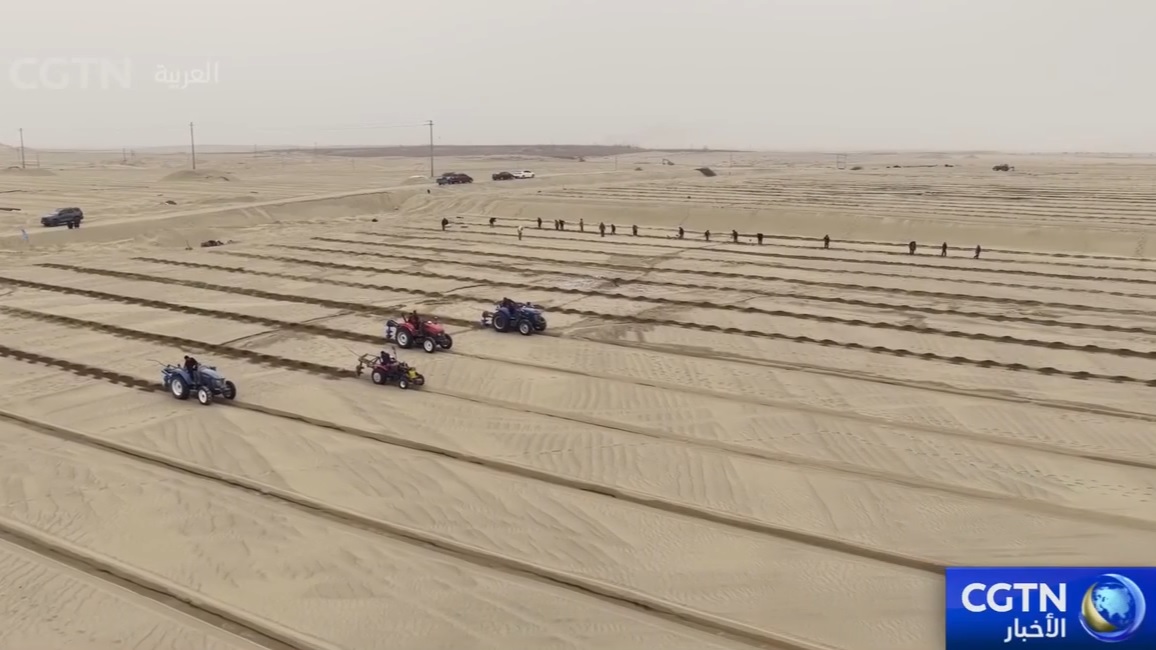 زراعة الفستق عند حافة الصحراء بشينجيانغ