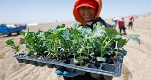 زراعة بطيخ شيشا في منطقة نينغشيا ذاتية الحكم لقومية هوي بشمال غربي الصين