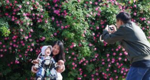 الصينيون يستمتعون بمناظر خلابة للأزهار في الربيع