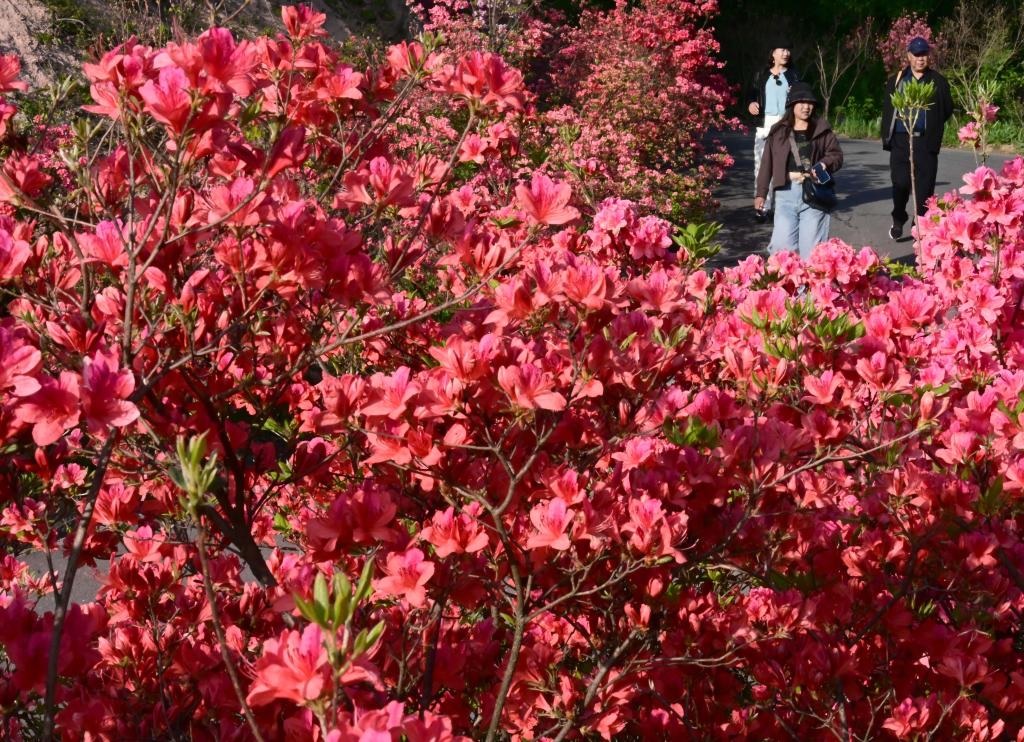 الصينيون يستمتعون بمناظر خلابة للأزهار في الربيع