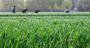 أنشطة زراعية خلال فصل الربيع في شتى أنحاء الصين