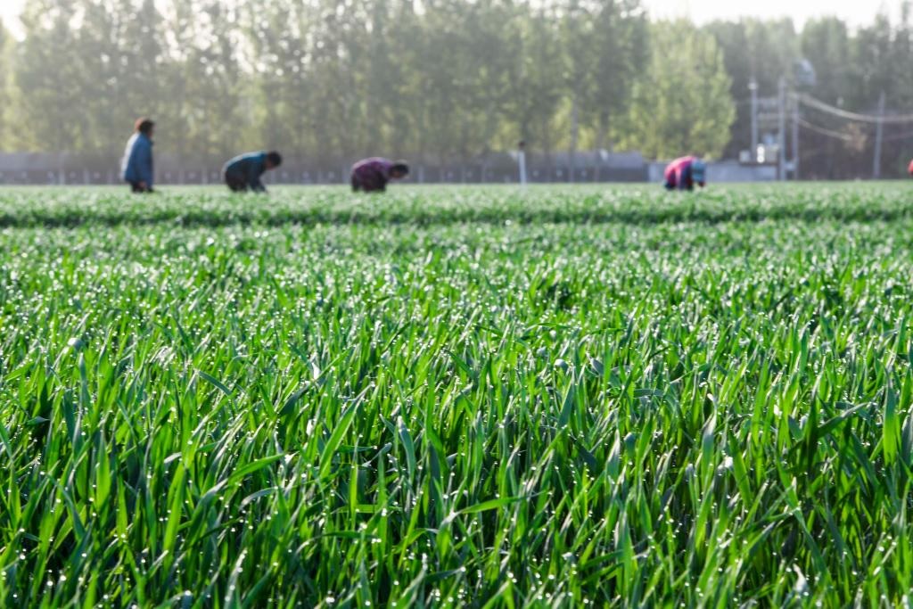 أنشطة زراعية خلال فصل الربيع في شتى أنحاء الصين