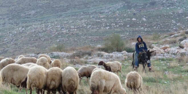 مستوطنون يسرقون 80 رأس غنم في كفر مالك شرق رام الله