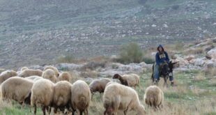 مستوطنون مسلحون يهاجمون سنجل وجلجليا ويسرقون أغناما