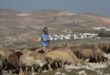 مستوطنون يطلقون مواشيهم ويقتلعون أشجار زيتون بمسافر يطا جنوب الخليل