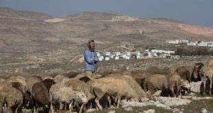 مستوطنون يطلقون مواشيهم ويقتلعون أشجار زيتون بمسافر يطا جنوب الخليل
