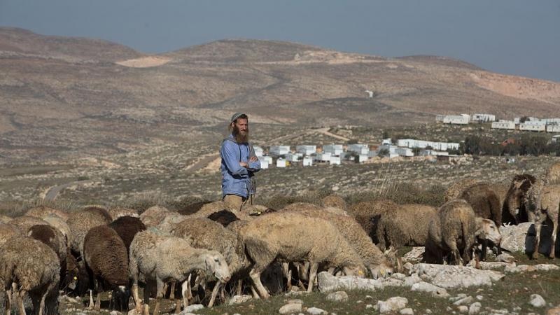مستوطنون يطلقون مواشيهم ويقتلعون أشجار زيتون بمسافر يطا جنوب الخليل