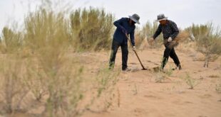 جهود مكافحة التصحر في منطقة منغوليا الداخلية بشمالي الصين
