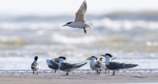 طيور مهاجرة في الأراضي الرطبة بجنوب شرقي الصين