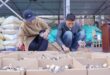 فطر الموريل ينمو على الهضبة ويتحول إلى "فطر الثروة"