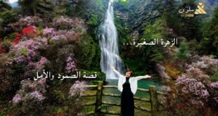 مهرجان أزهار الأزاليا في جينغقانغشان: وليمة لروح الزهور وإرث بيئي يمتد لقرن