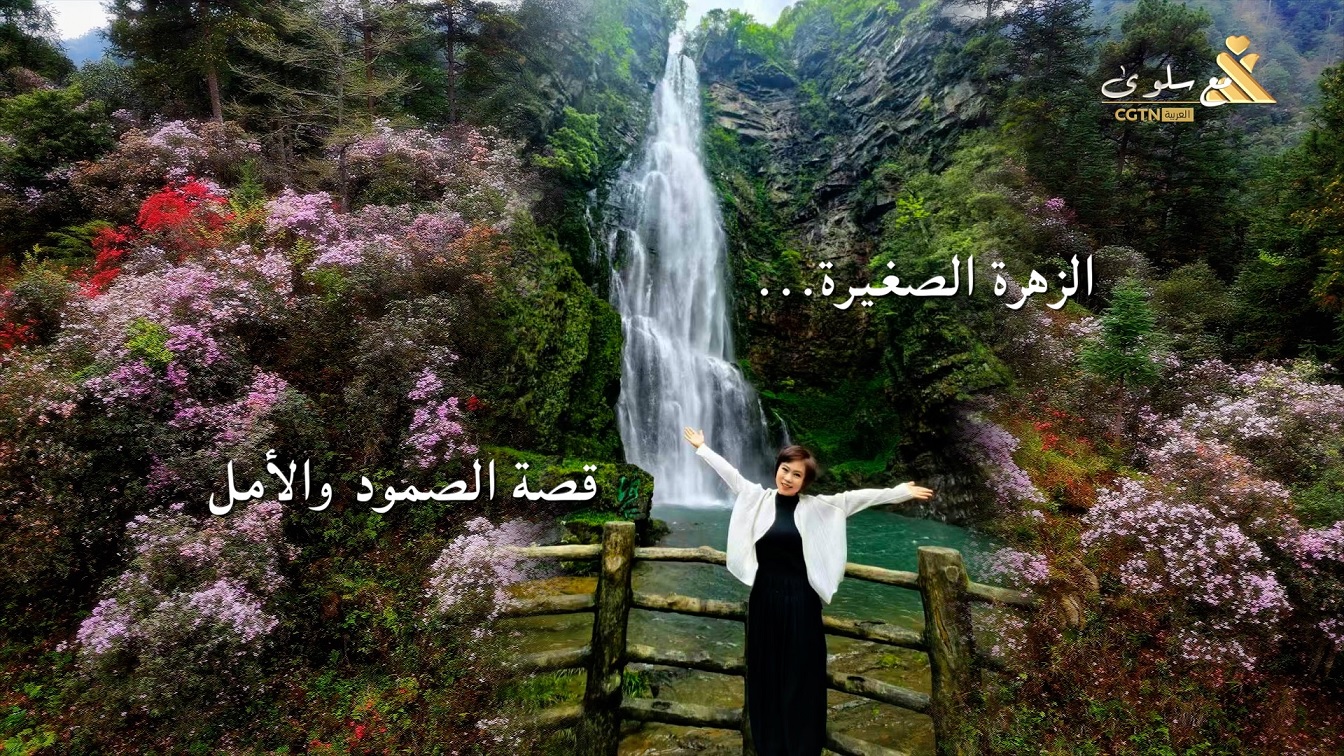 مهرجان أزهار الأزاليا في جينغقانغشان: وليمة لروح الزهور وإرث بيئي يمتد لقرن