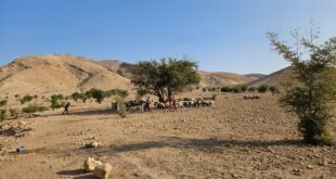 مستوطنون يقتحمون تجمع وادي الحيات غرب العوجا شمال أريحا