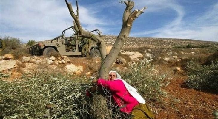 الاحتلال يقتلع أشجار زيتون معمّرة في قرية عسلة شرق قلقيلية