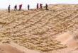 الصين تسجل تراجعا متواصلا في مساحة الأراضي المتصحرة