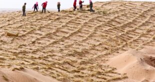 الصين تسجل تراجعا متواصلا في مساحة الأراضي المتصحرة